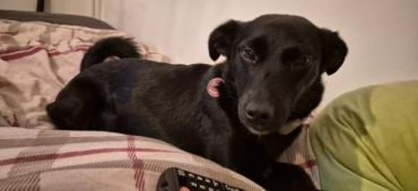 Yuna🌼und Anouk🌸 suchen ein Zuhause