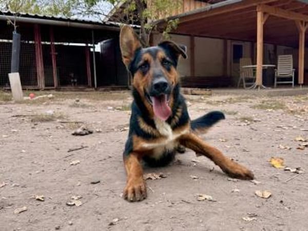 Bonbon will einfach nur gefallen