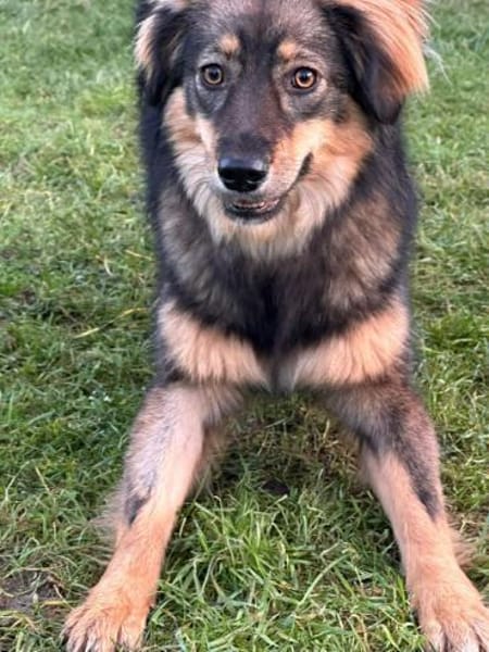 Elfi - sensible kleine Herzenhündin