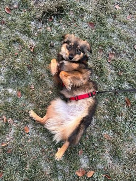 Elfi - sensible kleine Herzenhündin