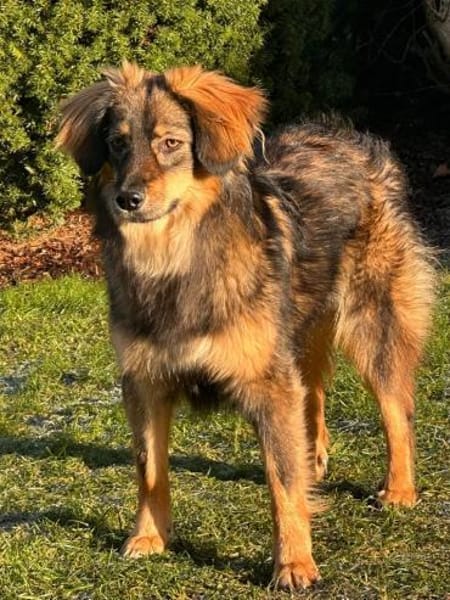 Elfi - sensible kleine Herzenhündin