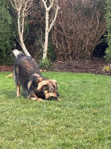 Elfi - sensible kleine Herzenhündin