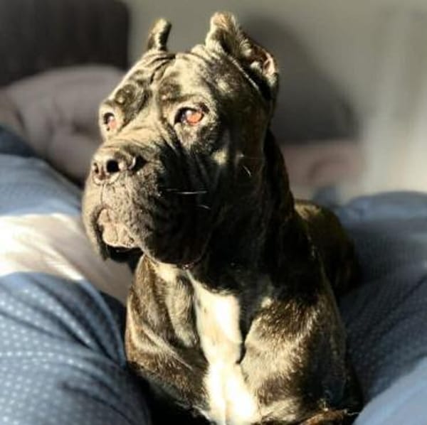 Johnny - schreckhaftes Kraftpaket