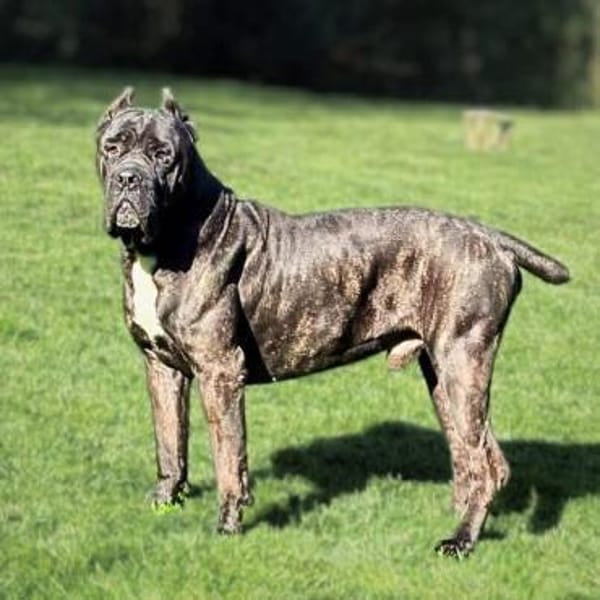 Johnny - schreckhaftes Kraftpaket