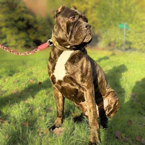 Johnny - schreckhaftes Kraftpaket