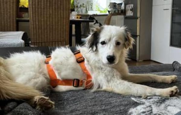 tolle Hündin Yuki auf PS in 80999