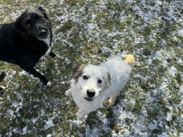 tolle Hündin Yuki auf PS in 80999