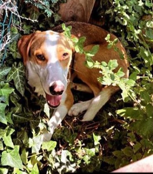 LORENZO - sucht ein Zuhause......