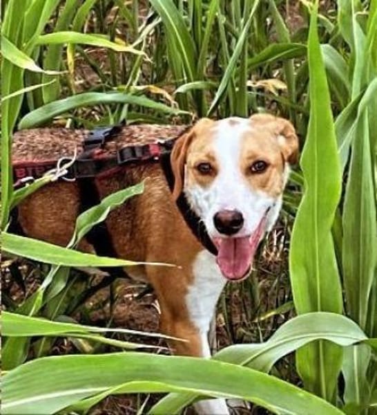 LORENZO - sucht ein Zuhause......