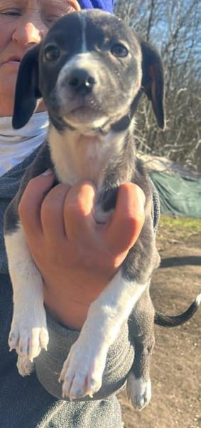 Odina, Welpenmädchen sucht Zuhause