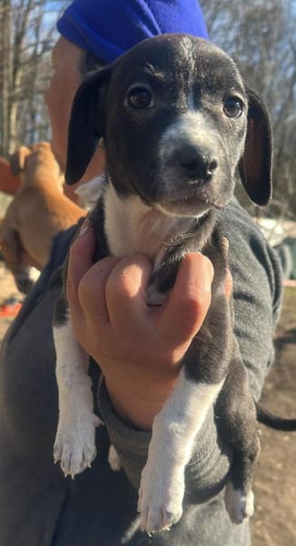 Odina, Welpenmädchen sucht Zuhause