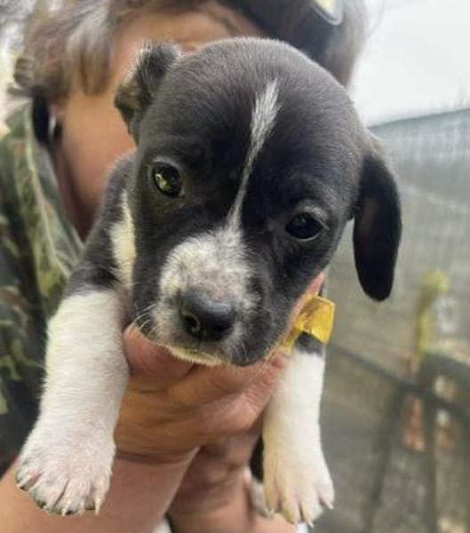 Odina, Welpenmädchen sucht Zuhause