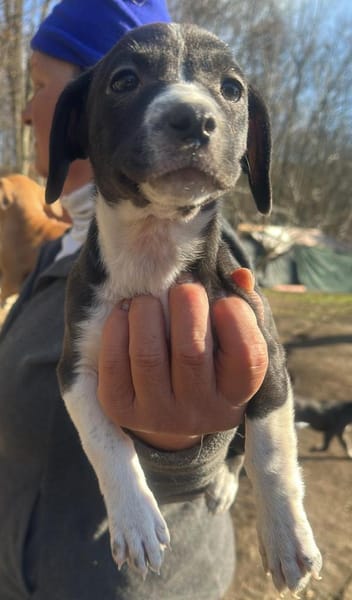 Odina, Welpenmädchen sucht Zuhause