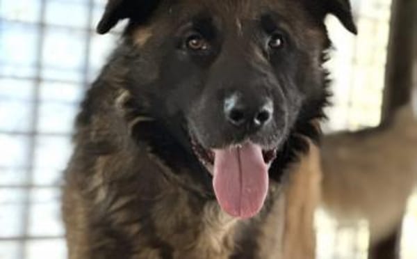 Ares sucht erfahrenes Zuhause