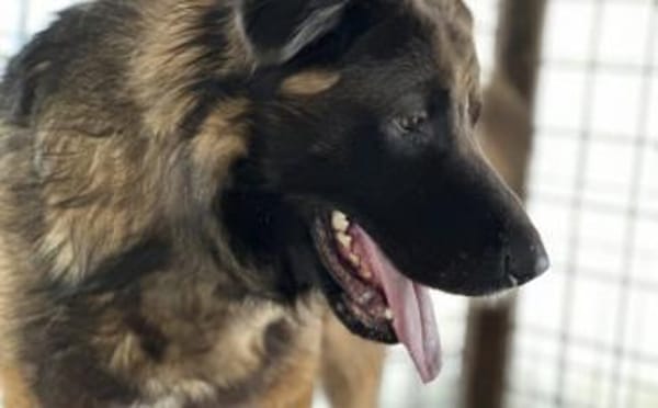 Ares sucht erfahrenes Zuhause