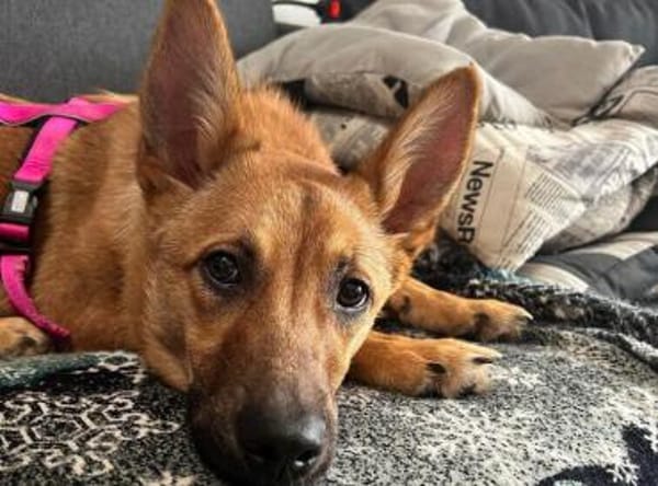 Wer öffnet sein Herz für Tamani ?