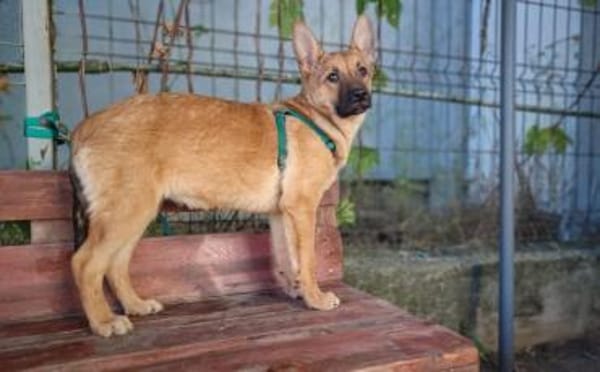 Wer öffnet sein Herz für Tamani ?