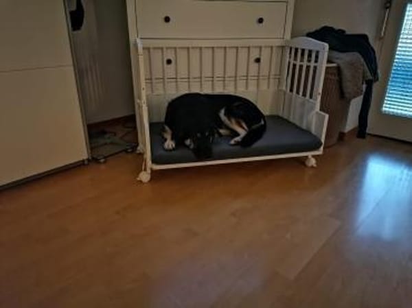 🐶💧 Liebe Hündin Sora 💧🐶