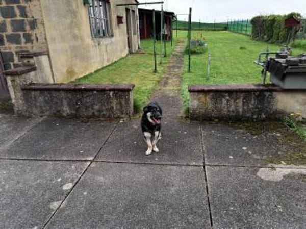 🐶💧 Liebe Hündin Sora 💧🐶