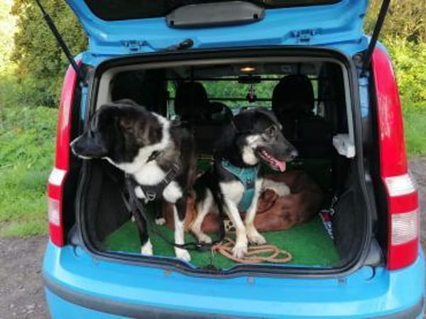 🐶💧 Liebe Hündin Sora 💧🐶