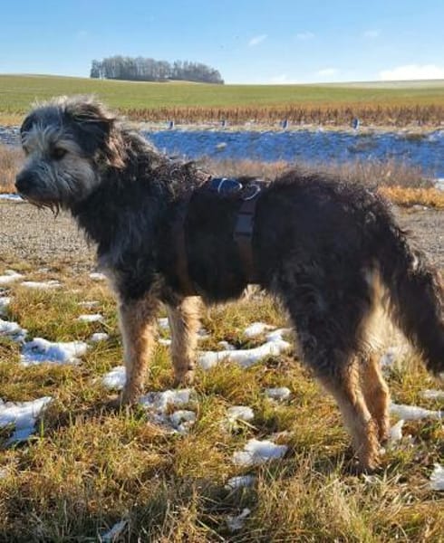 Fritzi - ist aktiv&geht gerne spazieren!