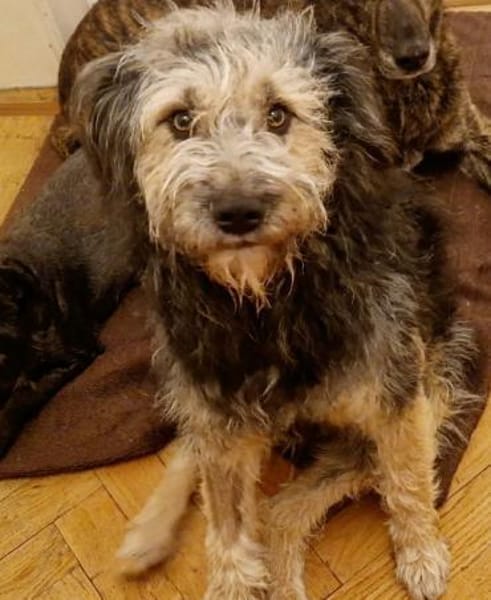 Fritzi - ist aktiv&geht gerne spazieren!