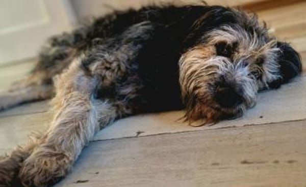 Fritzi - ist aktiv&geht gerne spazieren!