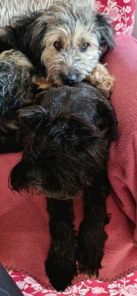 Fritzi - ist aktiv&geht gerne spazieren!