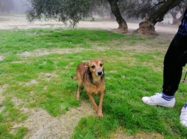 Forky seine Vermittlung ist dringend !!!