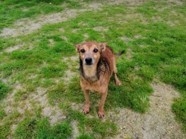 Forky seine Vermittlung ist dringend !!!