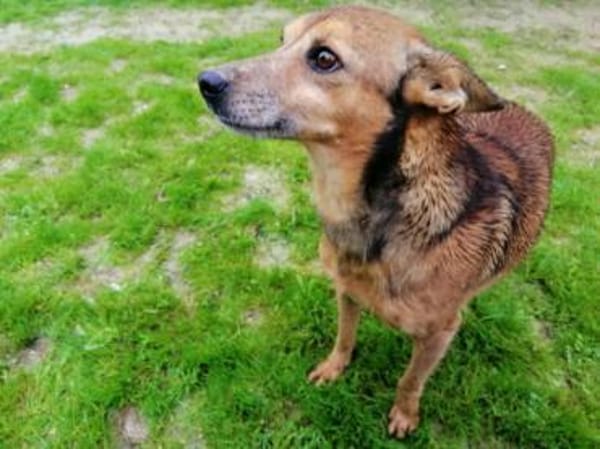 Forky seine Vermittlung ist dringend !!!