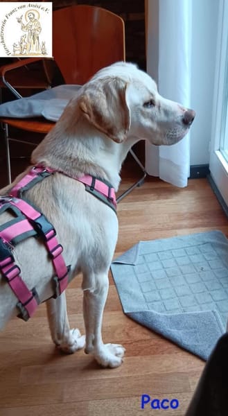 Paco  der hübsche Hauptgewinn