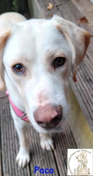 Paco  der hübsche Hauptgewinn