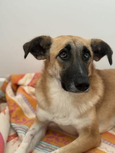 Malaika  Lebensfreude auf vier Pfoten