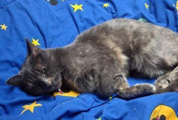 Valentina  sanfte Russisch-Blau-Mix