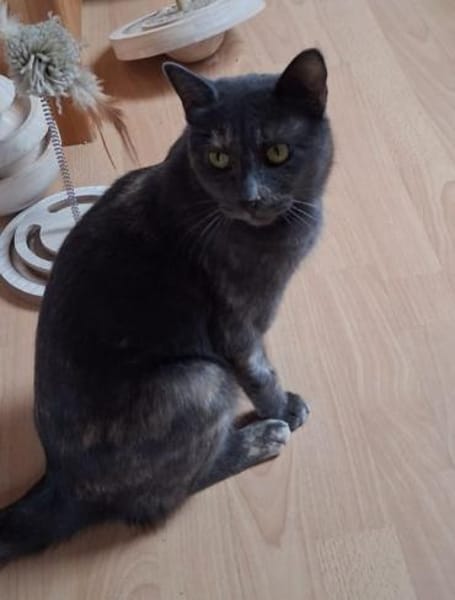 Valentina  sanfte Russisch-Blau-Mix