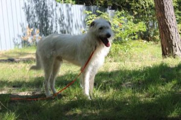 Yuki, schüchtern,als Zweithund