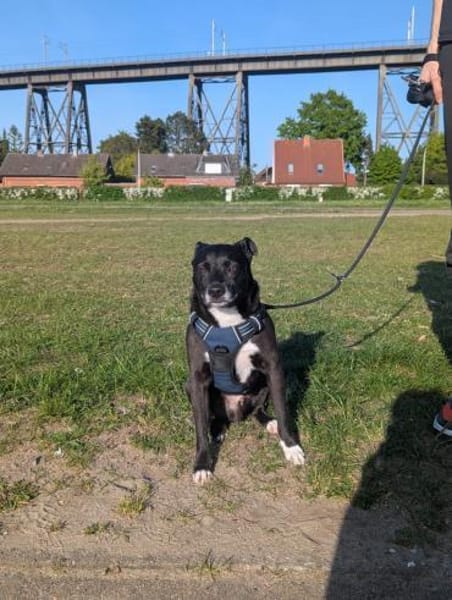 Der kleine Migo möchte ankommen