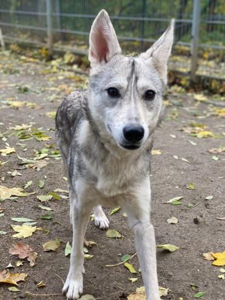 Wölfchen suchen ihr zu Hause