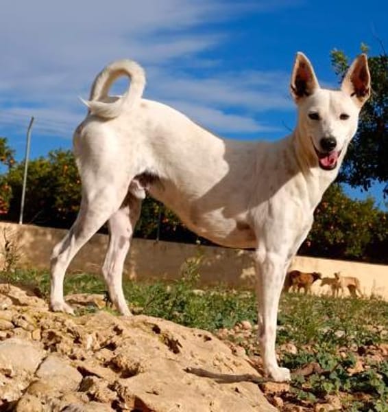 Boss - Energiebündel sucht Zuhause