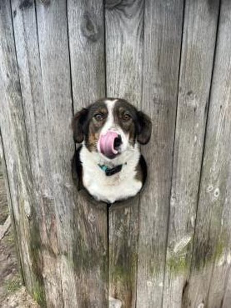 Valla - Schmusemaus mit Talent