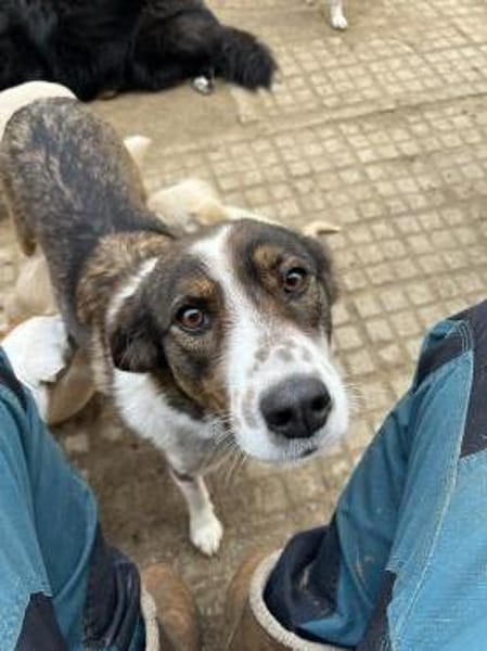 Valla - Schmusemaus mit Talent