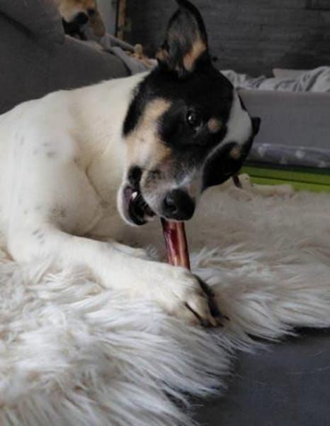 Hündin Triada auf PS in 86637