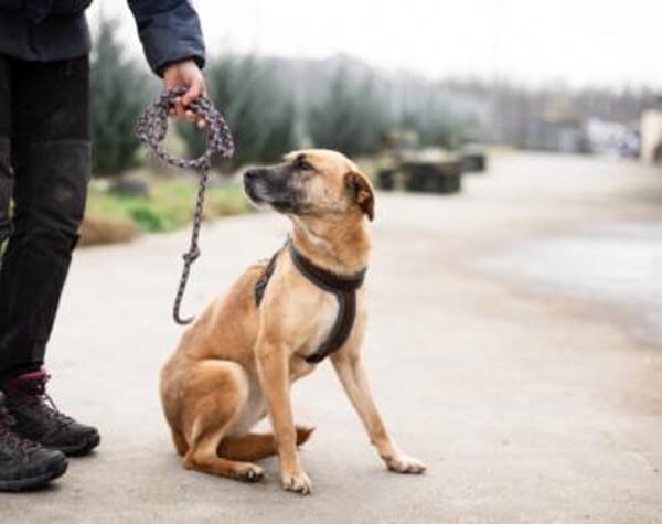 Wer schenkt Kanja ein Zuhause?