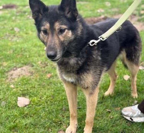 Zuhause gesucht für Lambada