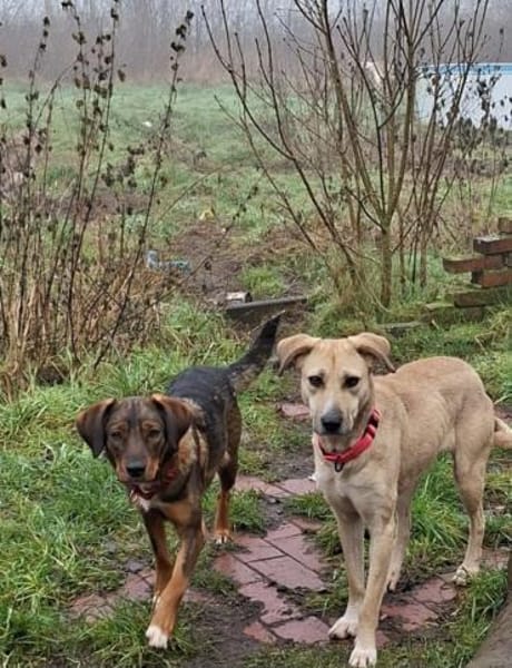 Teamplayerin Ashy sucht tolles Team