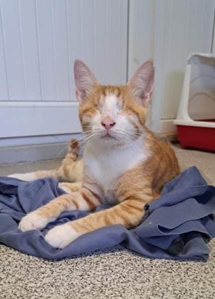 Niko sucht liebevolles Zuhause