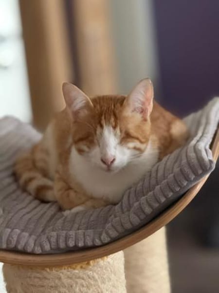 Niko sucht liebevolles Zuhause