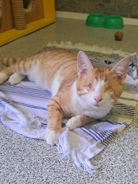 Niko sucht liebevolles Zuhause