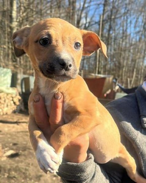 Oana, klein, süß, sucht Zuhause